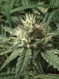peyote and critical
