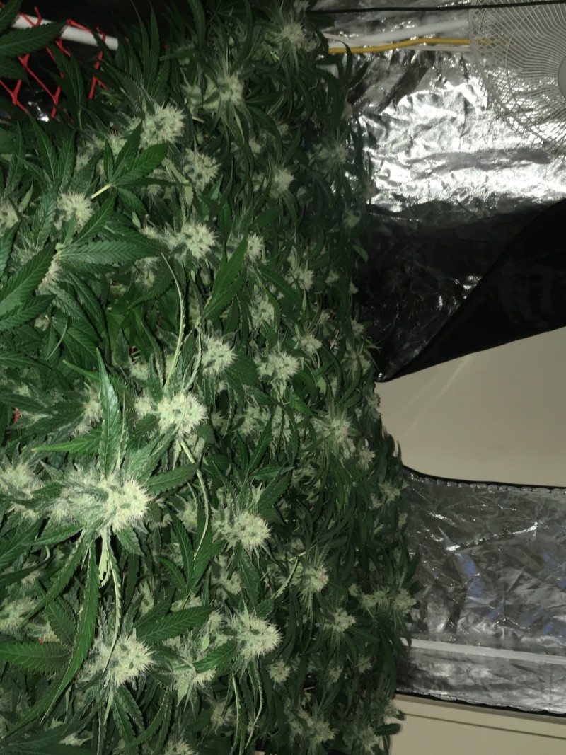 peyote and critical