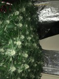 peyote and critical