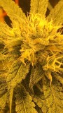 peyote cookies