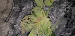 bud rot 4
