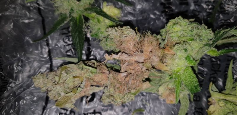 bud rot 6