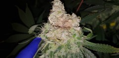 bud rot