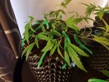 IMG-20180112-_WA0065