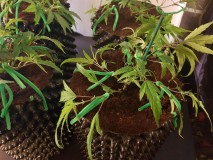 IMG-20180112-_WA0068