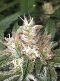 Peyote cookie