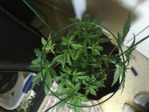 Fruitcake auto