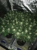 Critical impact