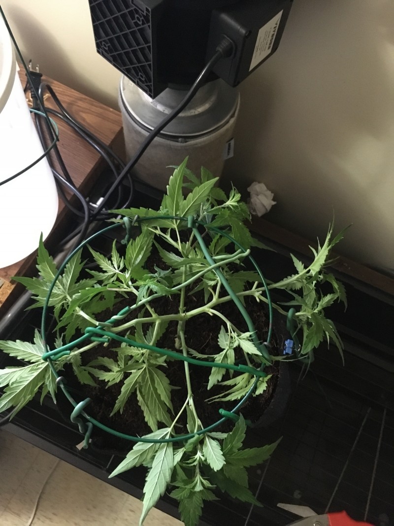 Seedstockers fruitcake auto