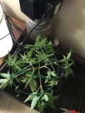 Seedstockers fruitcake auto