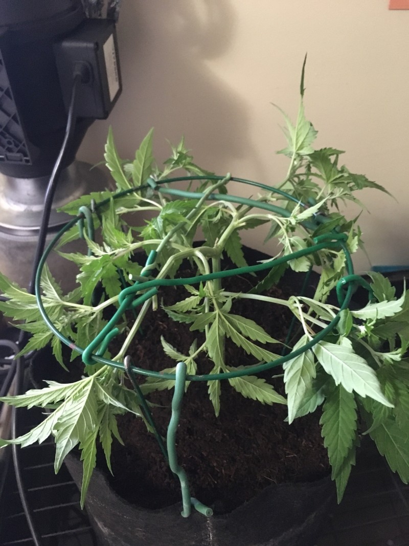 Seedstockers fruitcake auto