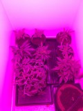 Fruitcake auto