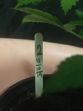 seedstockers white widow