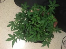 seedstockers fruitcake auto