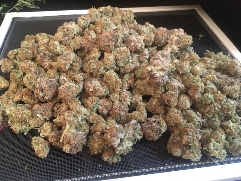 Peyote cookies