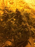 Critical Impact