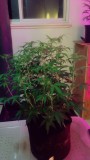 Fruitcake auto