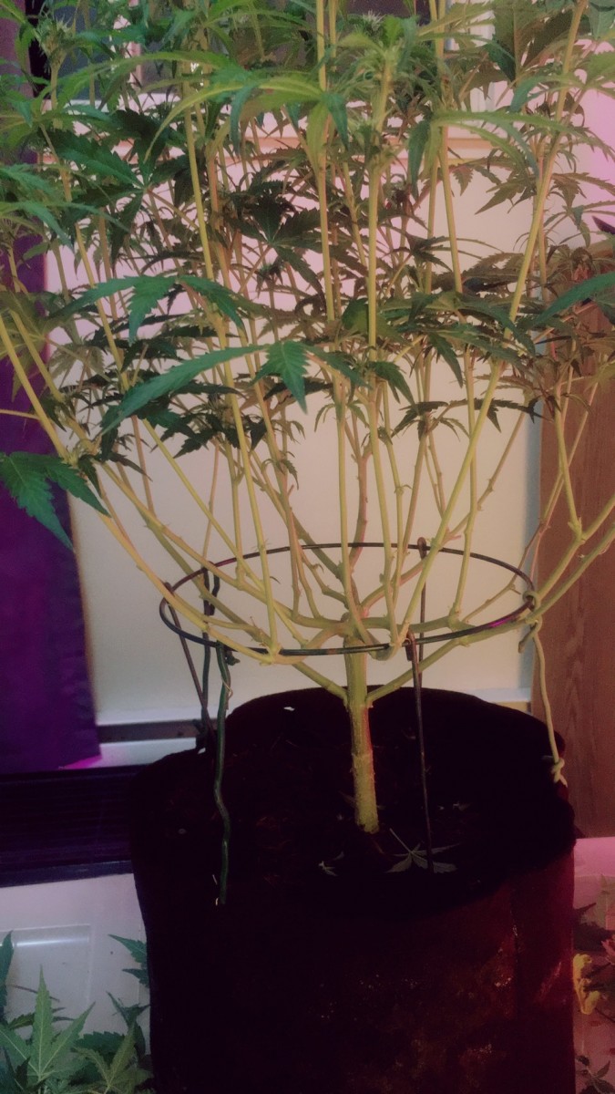 Fruitcake auto
