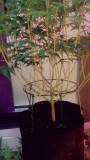 Fruitcake auto