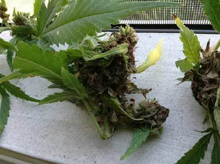 bad-case-bud-rot-sm