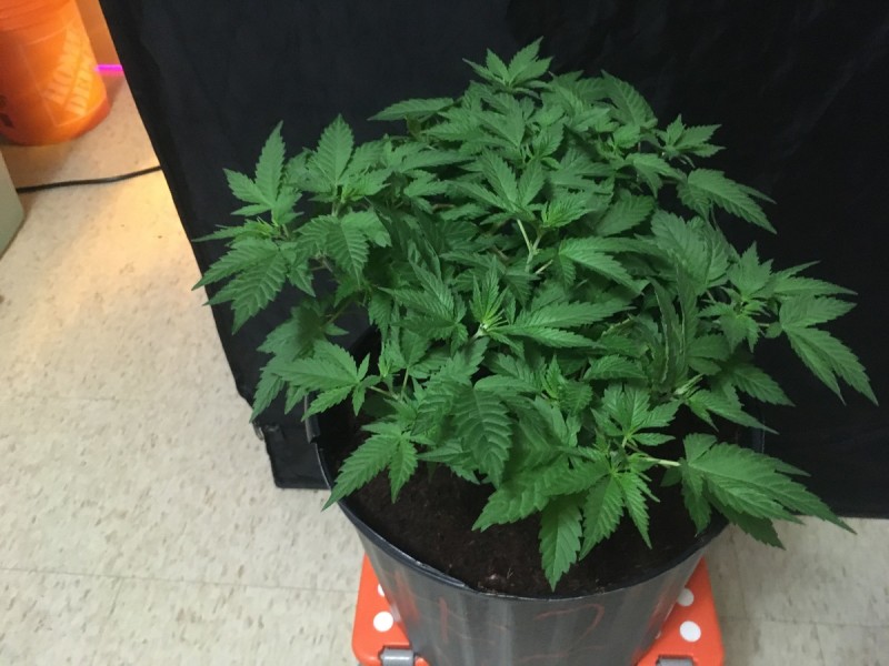 Wizards white widow