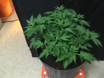Wizards white widow