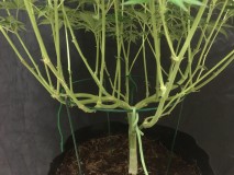 Fruitcake auto