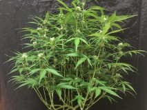 Fruitcake auto