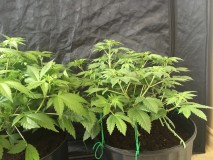 white widow