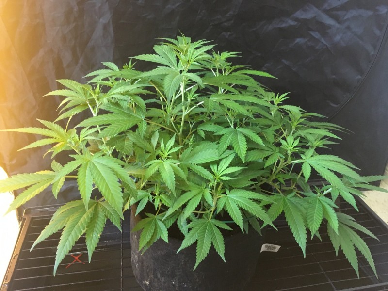 white widow