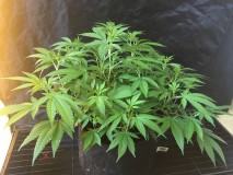 white widow