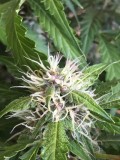 Fruitcake