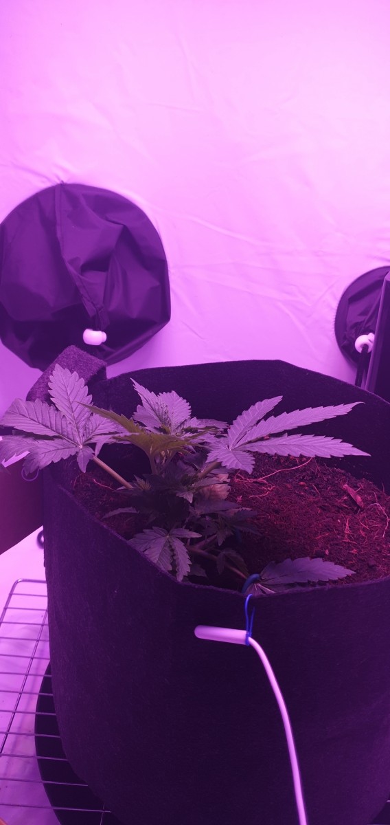 4weeks ish
