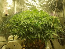 Disco scrog