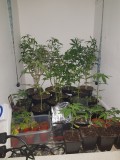 Starter area