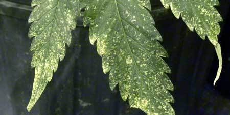marijuana-thrips-spots-leaves-damage-closeup-xsm