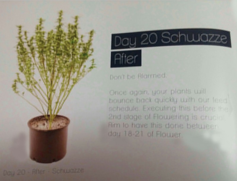 Day 20 after