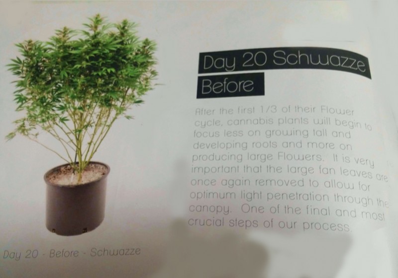 Day 20
