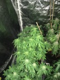 drip system