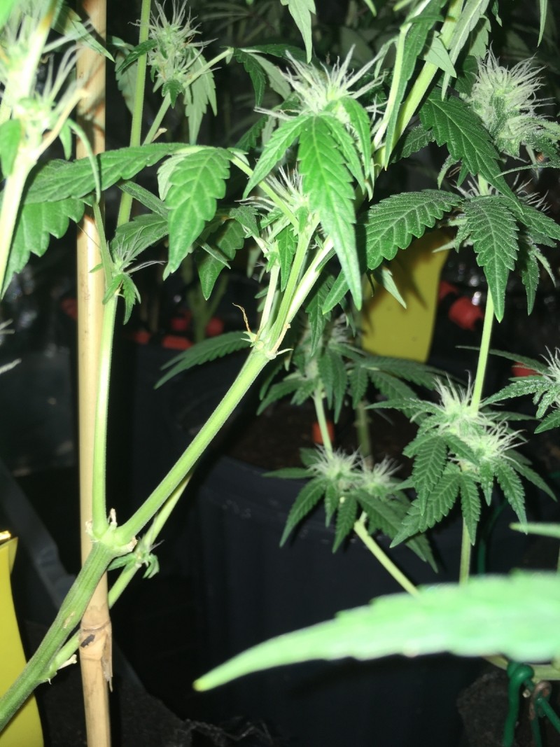 drip system