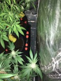 drip system