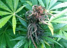 small-cola-bud-rot-wet-sm