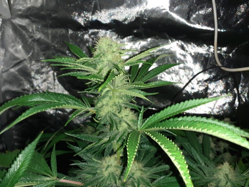 Skywalker X Hindu Kush in A quick Qube