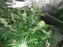 Skywalker X Hindu Kush in A quick Qube