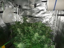 Skywalker X Hindu Kush in A quick Qube