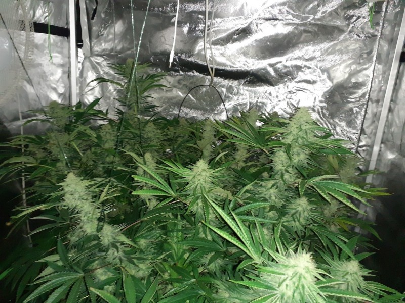 Skywalker X Hindu Kush in A quick Qube