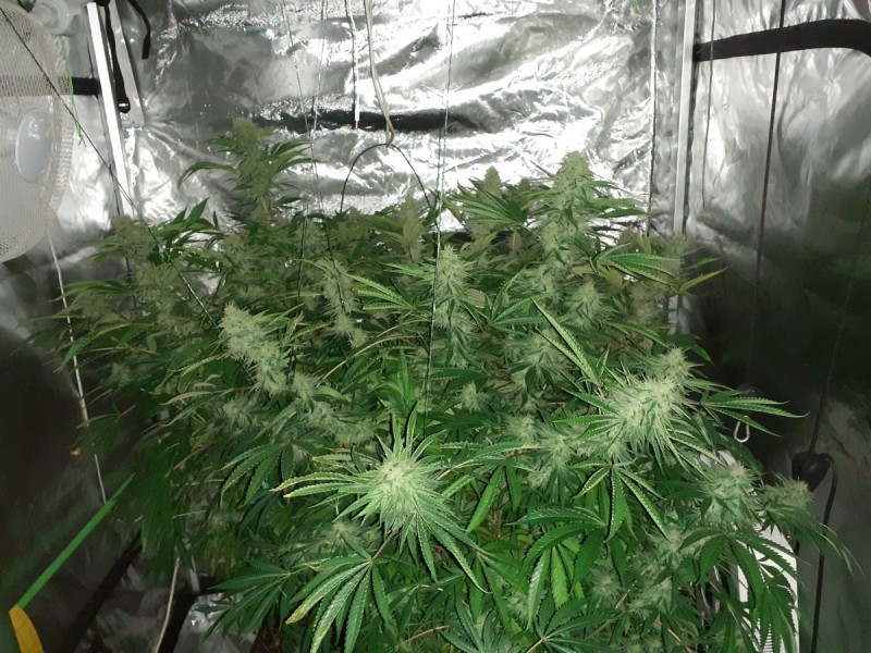 Skywalker X Hindu Kush in A quick Qube