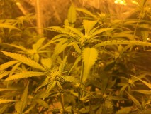 Critical impact