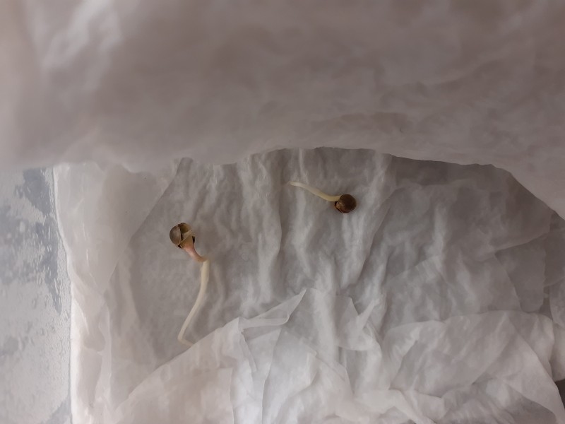 Strawberry Cheesecake Auto