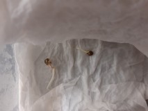 Strawberry Cheesecake Auto